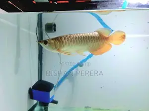 24K Cross Back Golden Arowana