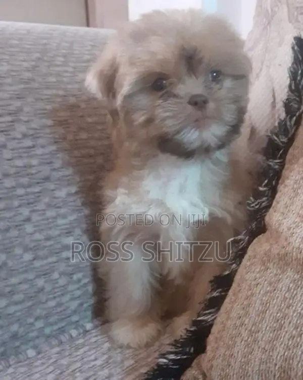 Shih Tzu Puppies
