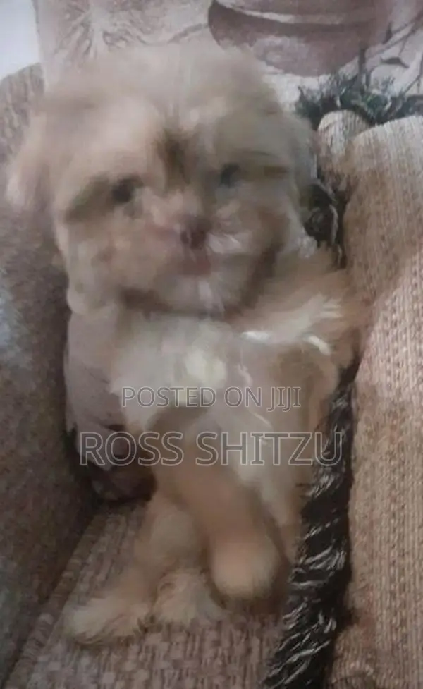 Shih Tzu Puppies