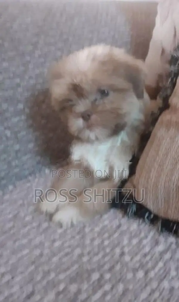 Shih Tzu Puppies