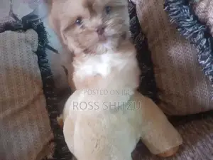Shih Tzu Puppies