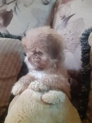 Shih Tzu Puppies