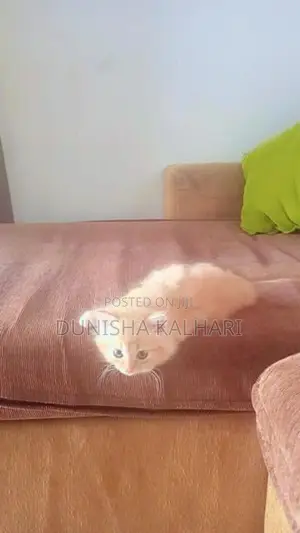 Ginger Persian Cats