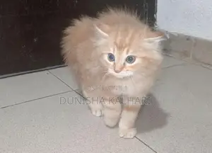 Ginger Persian Cats