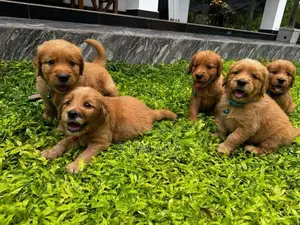 Golden Retriever Puppies