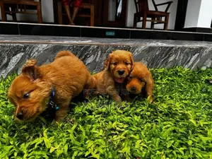 Golden Retriever Puppies