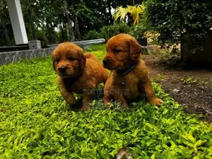 Golden Retriever Puppies