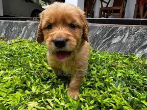 Golden Retriever Puppies