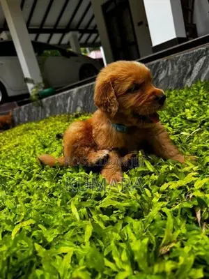 Golden Retriever Puppies