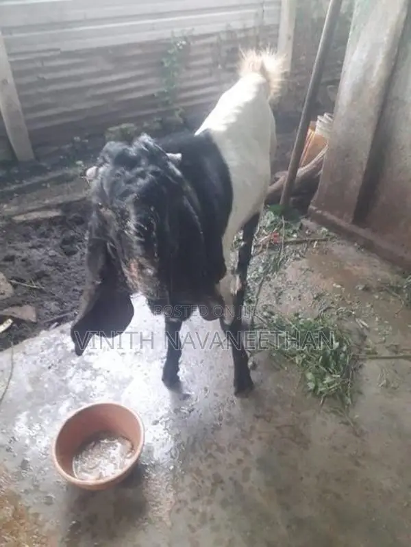 Farm Goat
