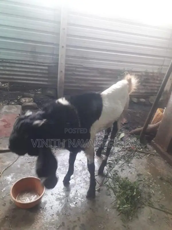 Farm Goat