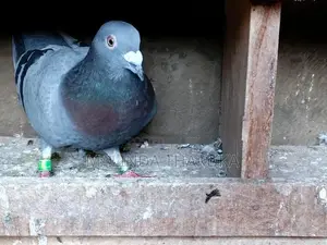 Pigeons
