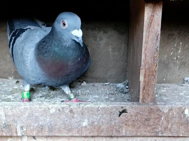 Pigeons
