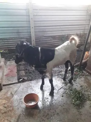 Farm Goat