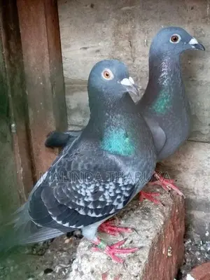 Pigeons
