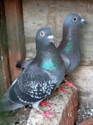 Pigeons
