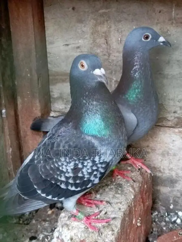 Pigeons