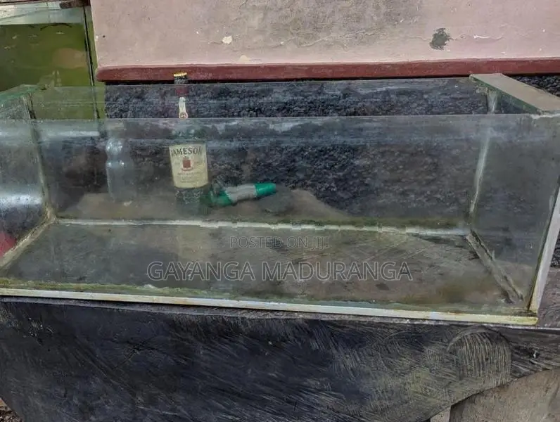 Fish Tank