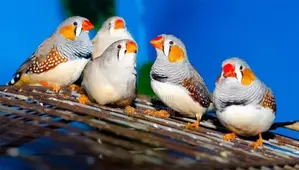 Java Birds