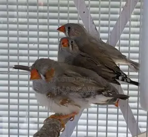 Java Birds