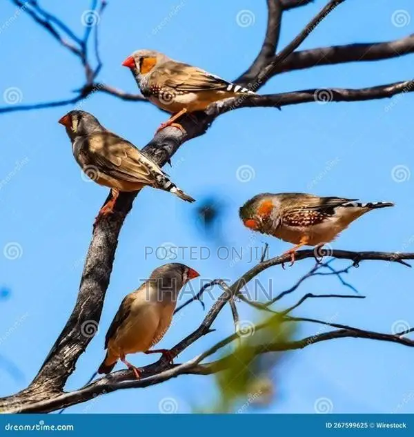 Java Birds