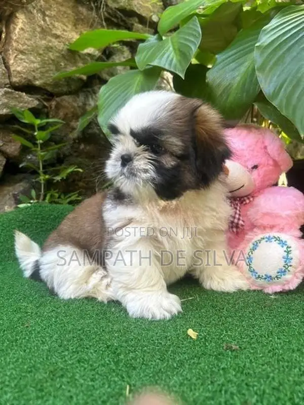 Shih Tzu Puppies