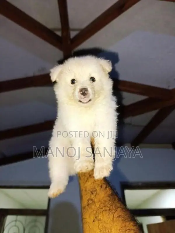 Lion Pomeranian Puppy