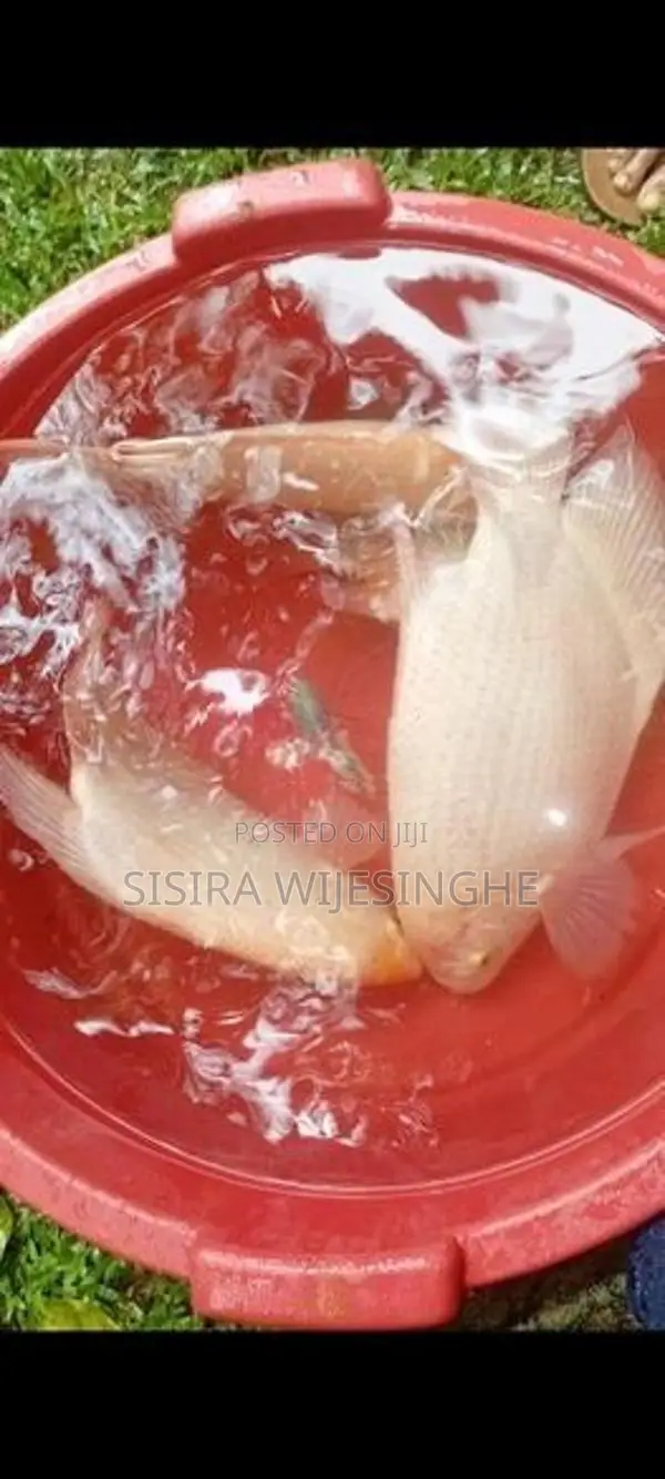 Jam Gurami Fish