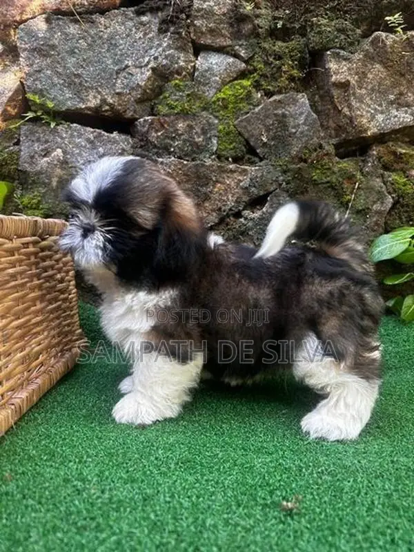 Shih Tzu Puppies