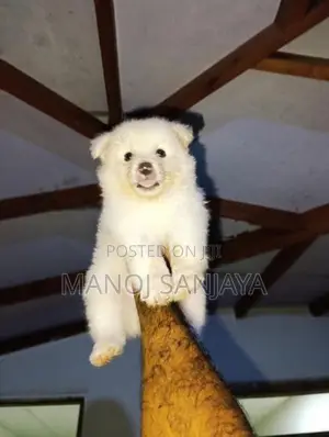 Lion Pomeranian Puppy