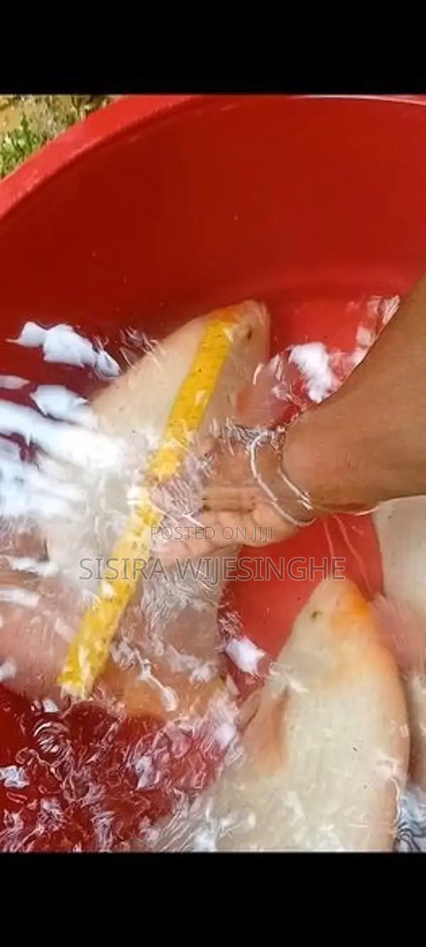 Jam Gurami Fish