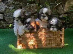 Shih Tzu Puppies
