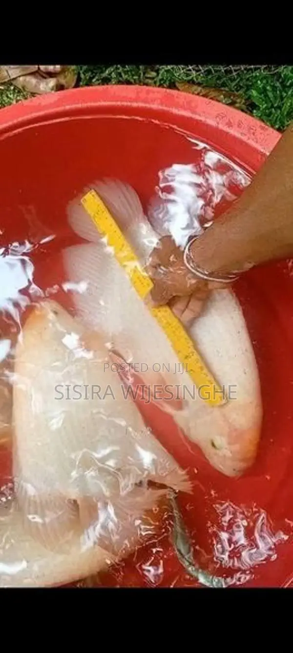 Jam Gurami Fish