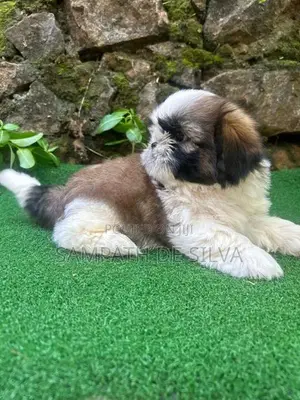 Shih Tzu Puppies