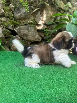 Shih Tzu Puppies