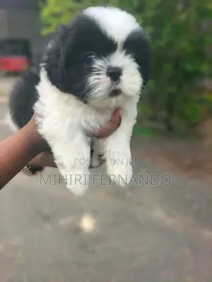Shih Tzu Puppies