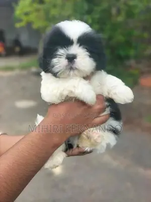 Shih Tzu Puppies
