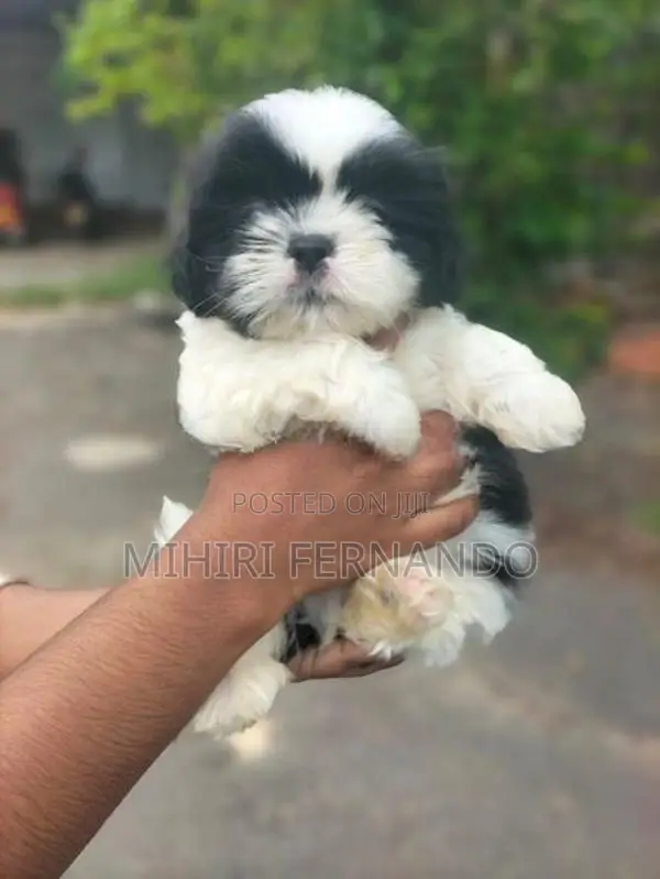 Shih Tzu Puppies