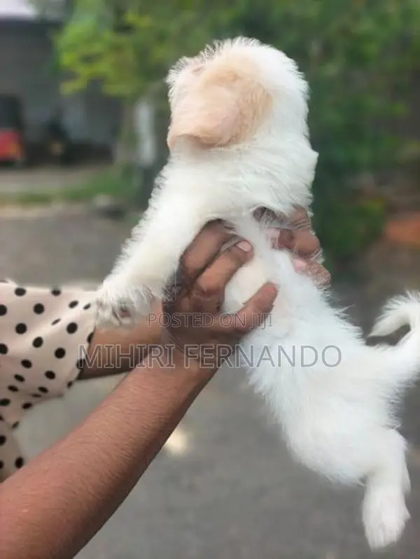 Shih Tzu Puppies