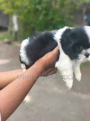 Shih Tzu Puppies