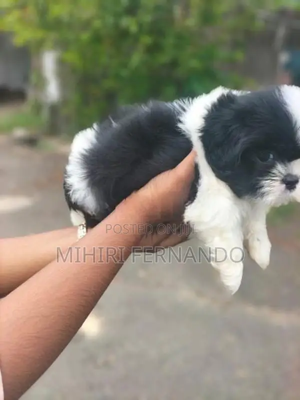 Shih Tzu Puppies