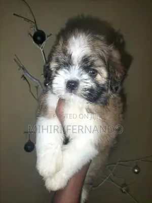 Shih Tzu Puppies