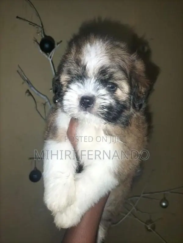 Shih Tzu Puppies