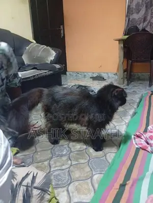 Persian Cat