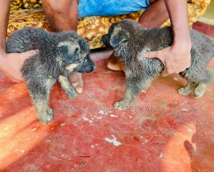 German Shepherd Puppies
