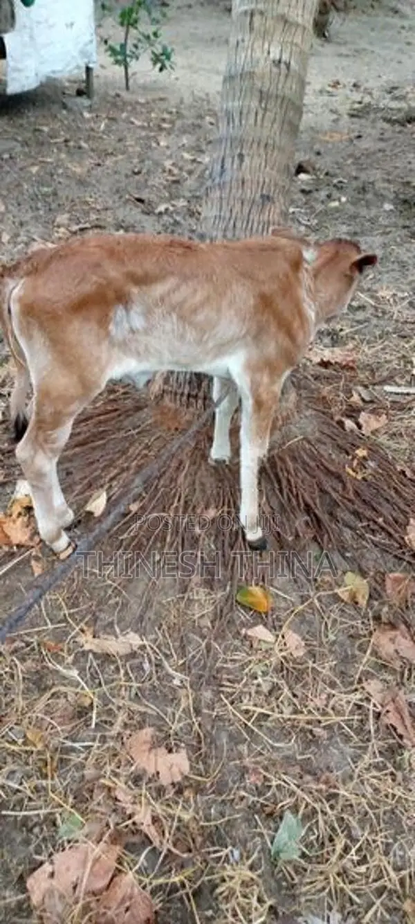 Farm Cow