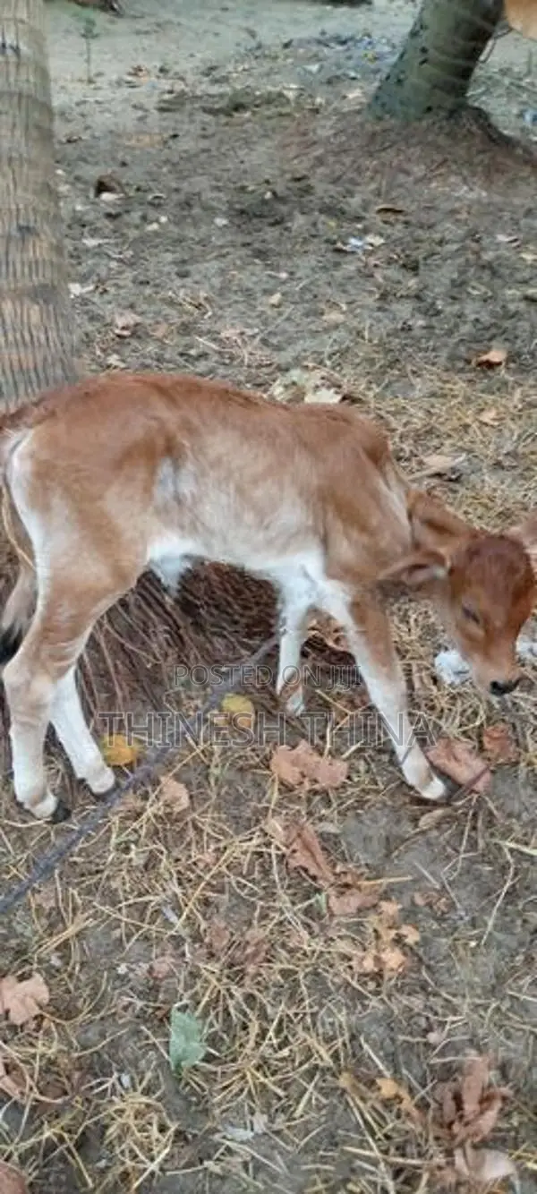 Farm Cow