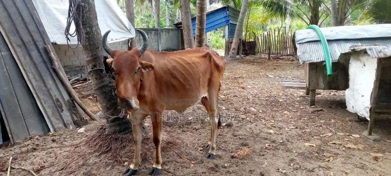 Farm Cow