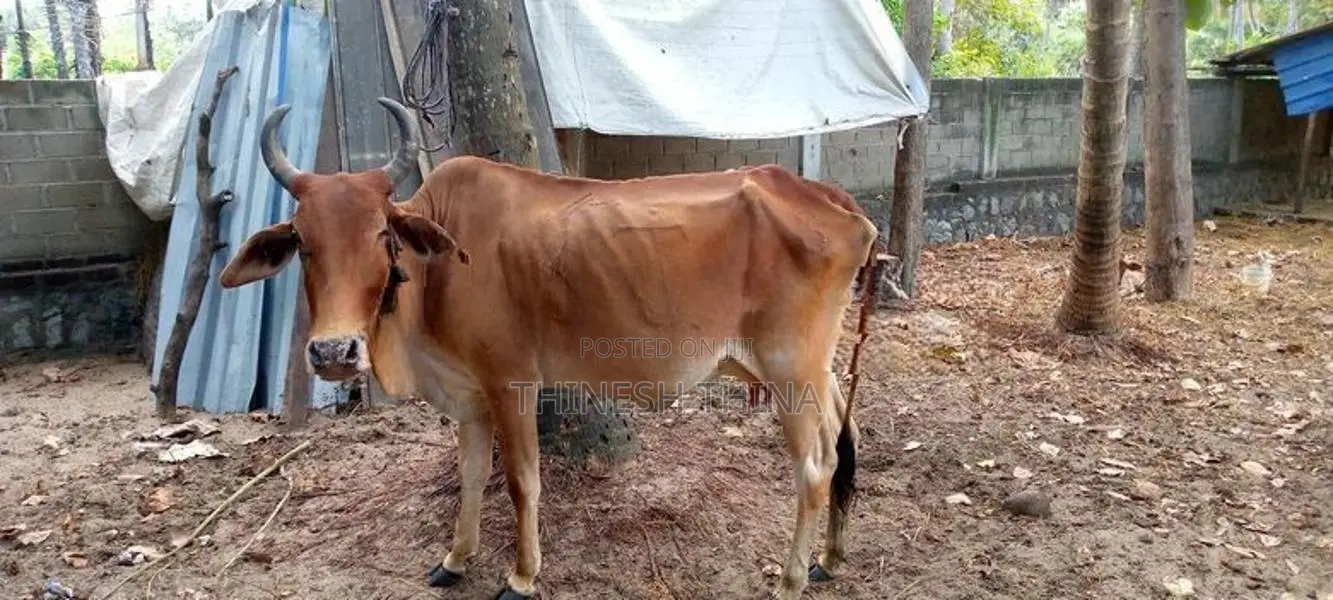 Farm Cow