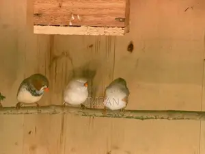 Finches Birds